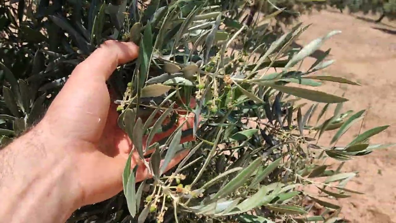 La importancia del desarrollo vegetativo en el olivar