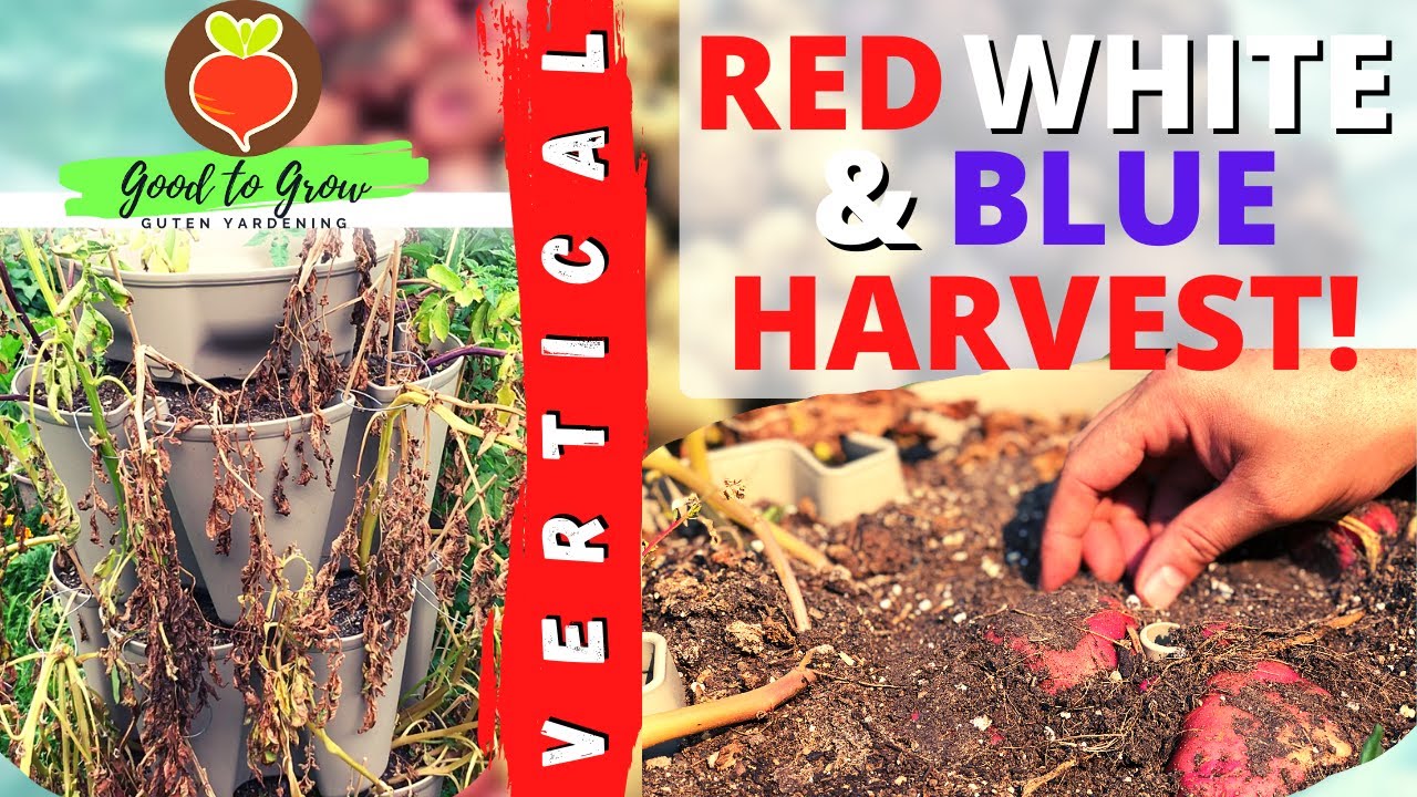 WOW! GreenStalk Vertical Garden Potato Harvest 2021| Green stalk Potato Reveal 2021| Guten Yardening
