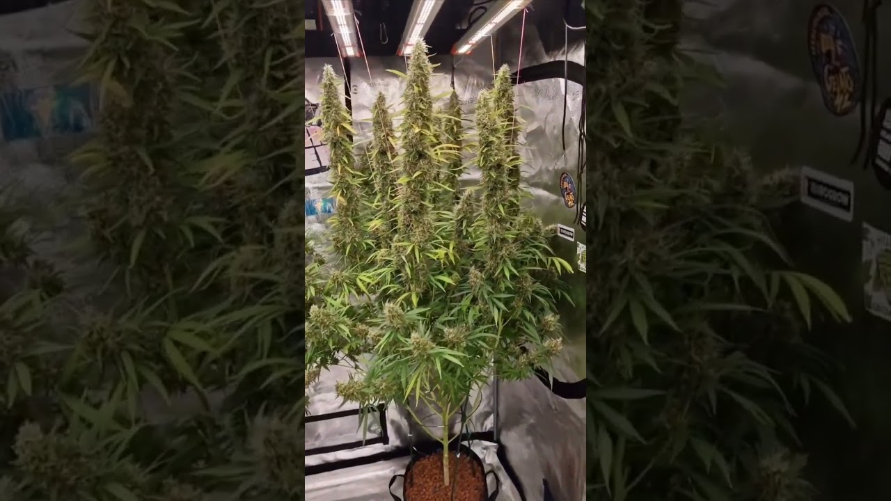 Spider Farmer Grow Lights in Action! Thanks for sharing!