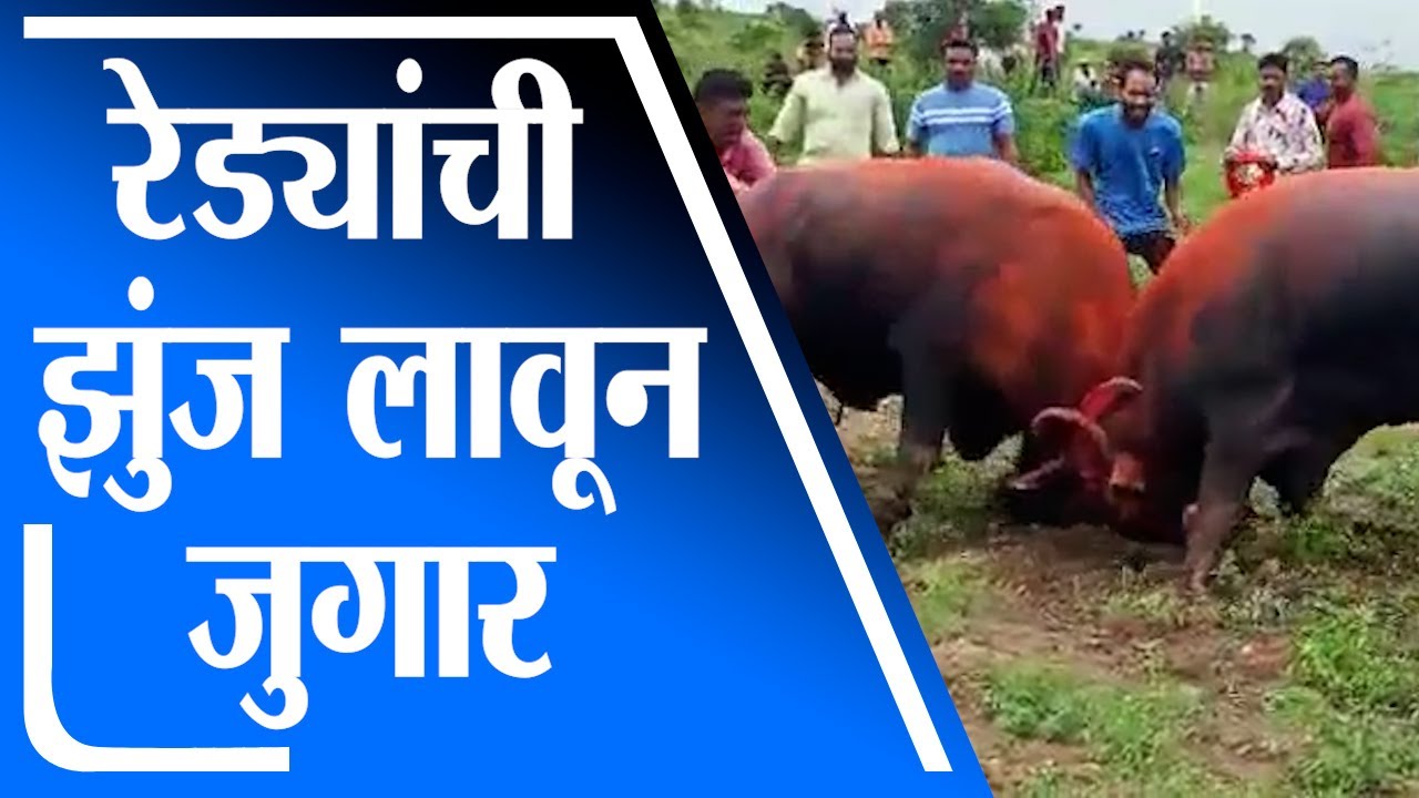 Jalna | रेड्यांची झुंज लावून जुगार खेळण्याचा प्रकार, जालन्यातील व्हिडीओ समोर -tv9
