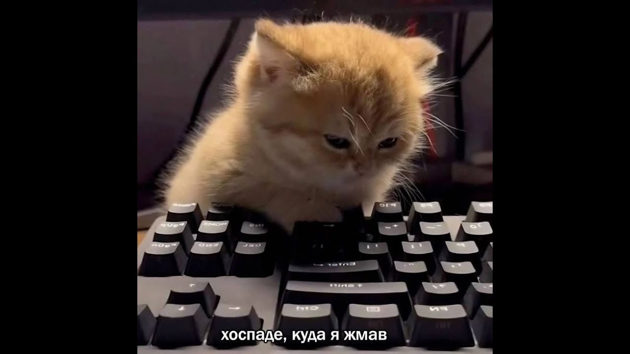 впитываю чужой хейт, пока глад фармит фраги
