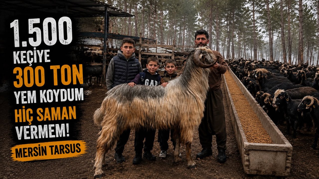 1.500 KEÇİYE 300 TON YEM KOYDUM / HİÇ SAMAN VERMEM / MERSİN TARSUS 