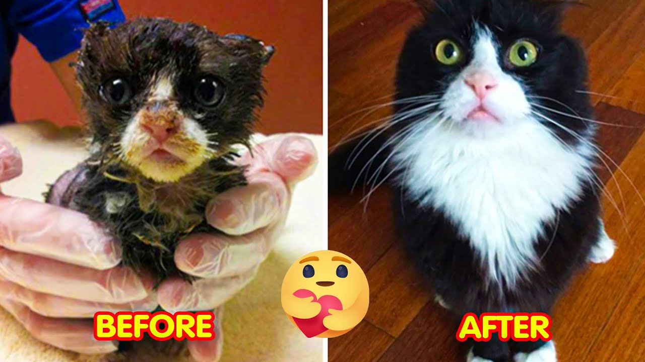 Photos Of Cats Before & After Their Adoption That Will Melt Your Heart
