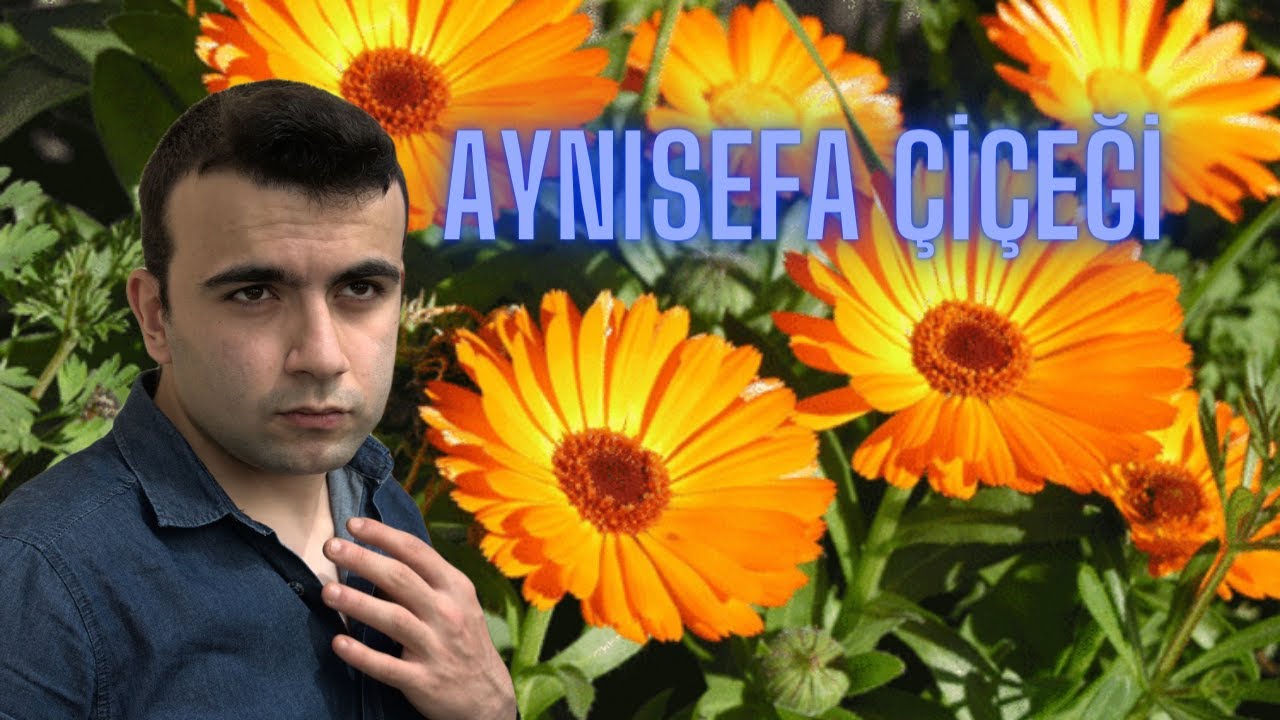 AYNISEFA ÇİÇEĞİ NASIL YETİŞİTİRİLİR? ( Calendula officinalis )