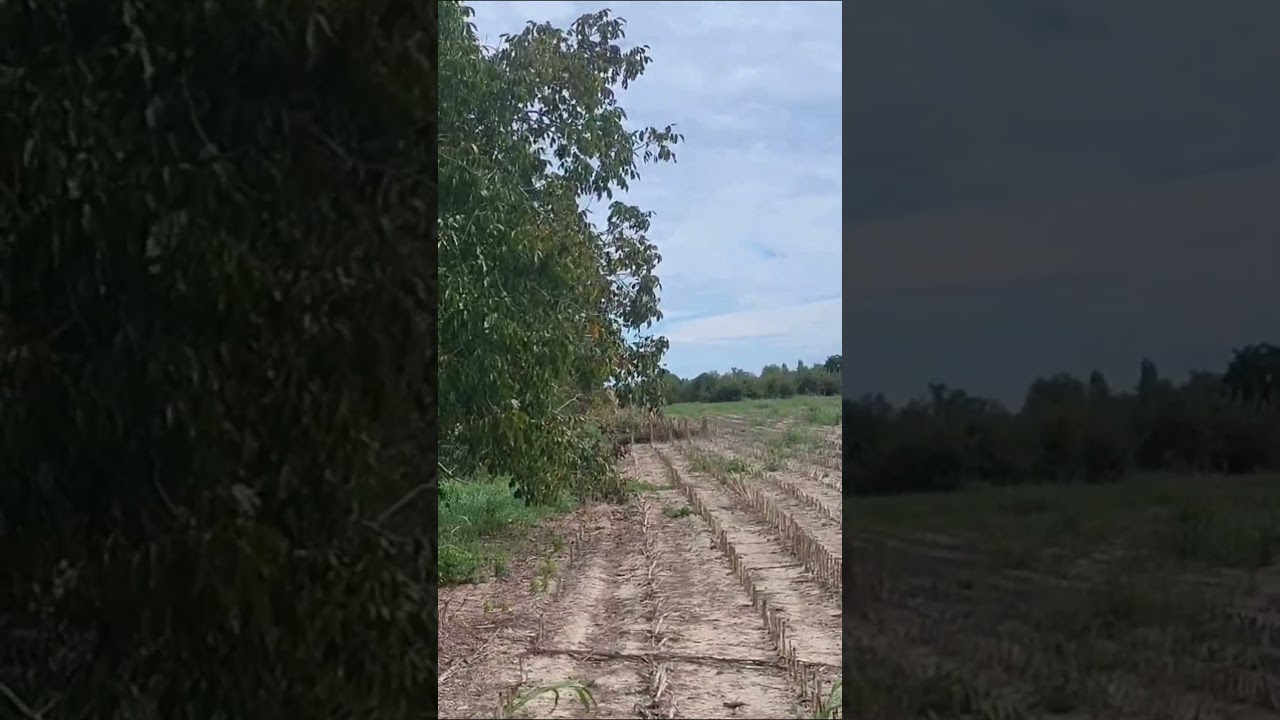 Fagiano assetto corsa 🤣🚀 