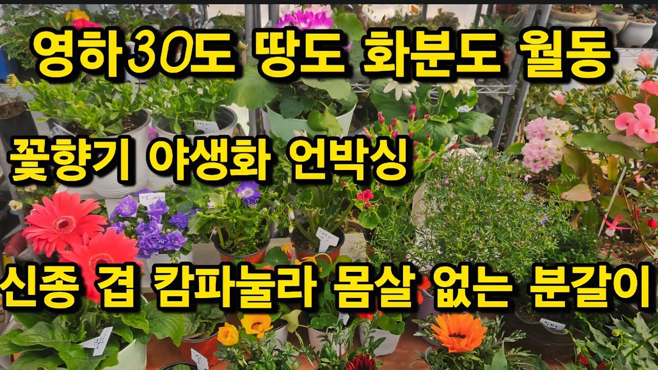 꽃향기 야생화 언박싱 영하30도 화분 땅 월동 겹캄파눌라 분갈이 흙 배합 물 관리