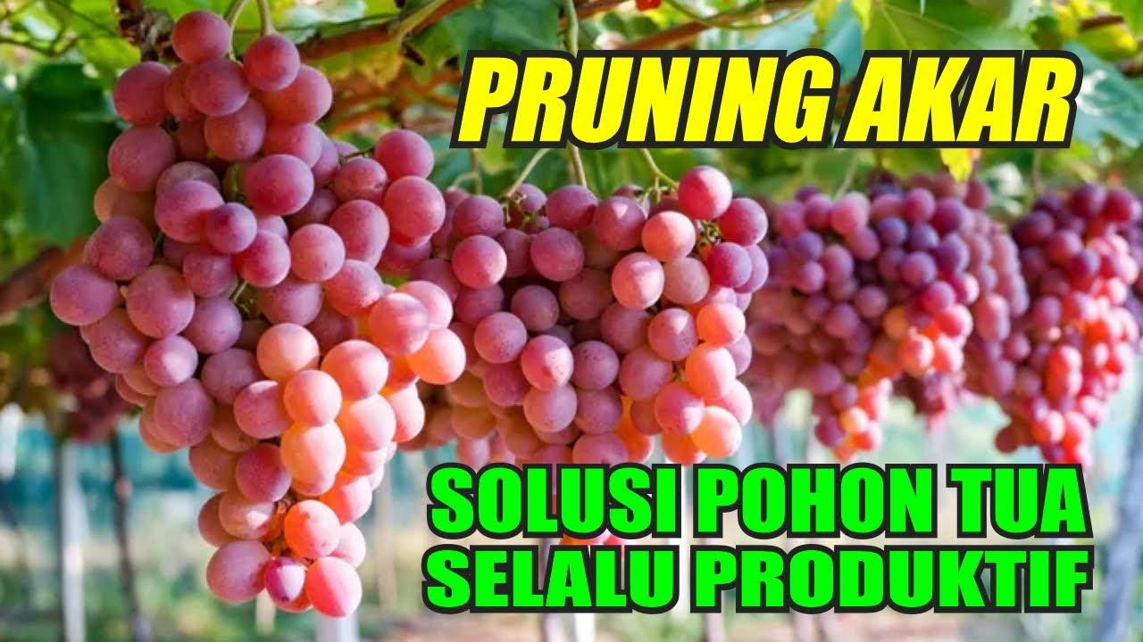 Solusi pohon anggur tua selalu produktif