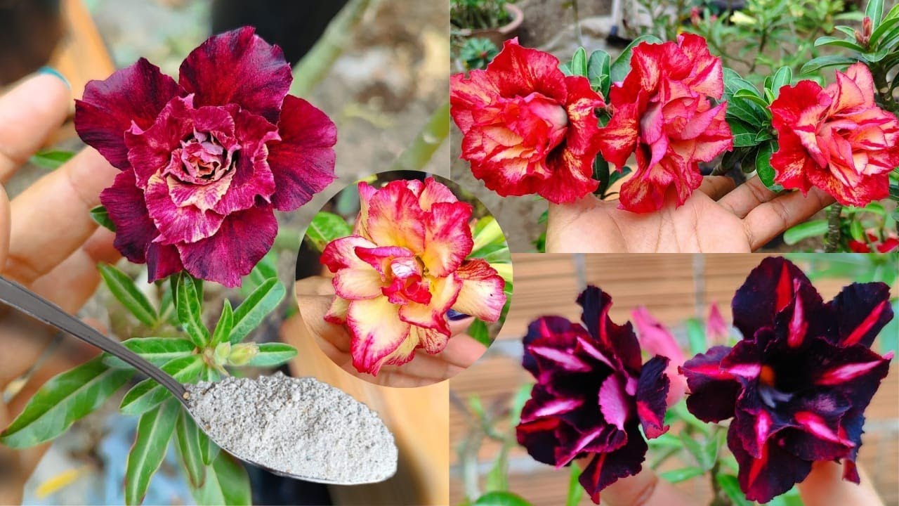 #rosadodeserto:Apenas 1colher faz explodir de tantas #flores🏜️ 23/12/2024