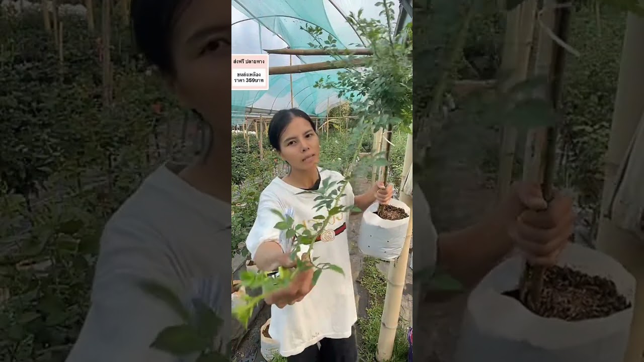 peedengarden 20260217 1747