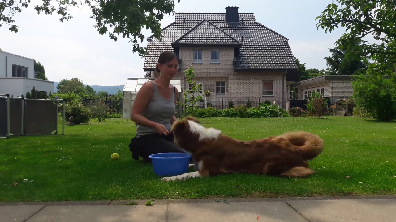 Hundetrick: Hund lernt aufräumen | Hund lernt etwas an einen bestimmten Ort zu apportieren