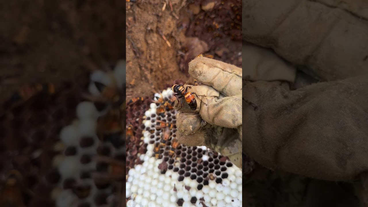 Join Me for an Unforgettable Wasp Nest Digging Adventure