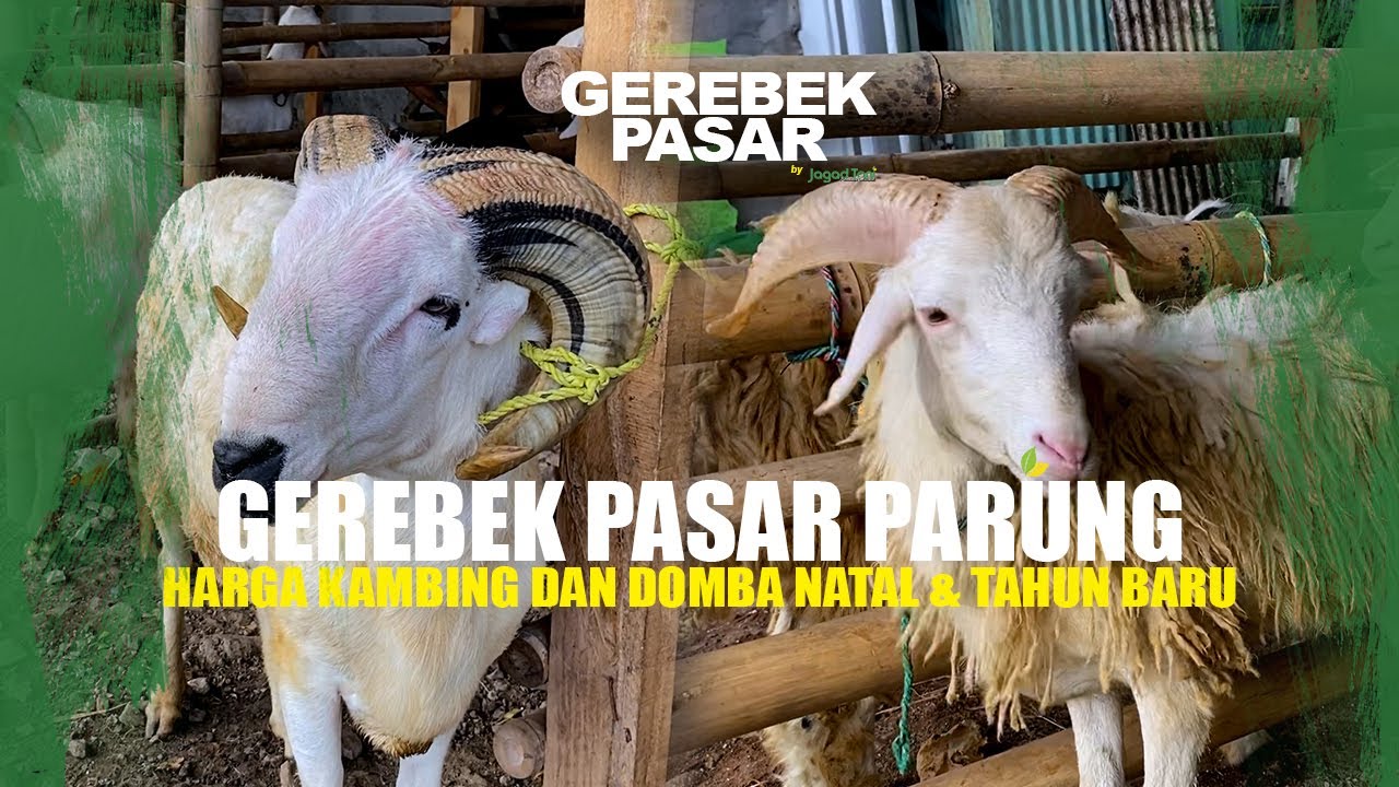 KAMBING DOMBA MURAH UNTUK KONSUMSI DAN AQIQAH DI PASAR PARUNG