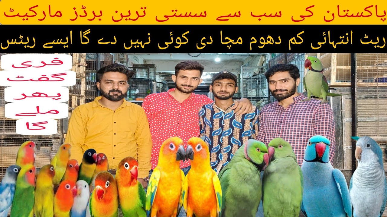لاہور کنال روڈ فتح گڑھ چوہدری برڈز مارکیٹ میں انتہائی مناسب ریٹ نیو اپڈیٹ @Pakistanlahorepets