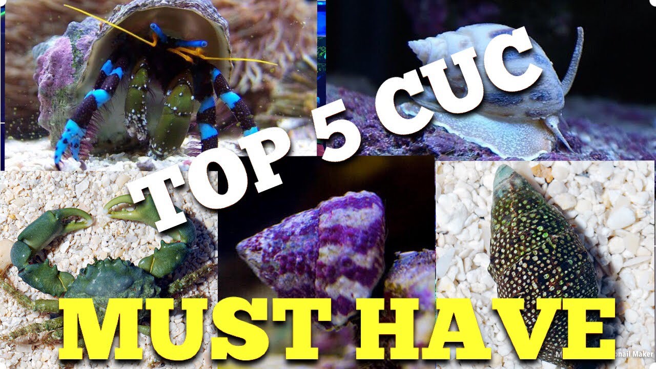 Best Clean Up Crew for Reeftank