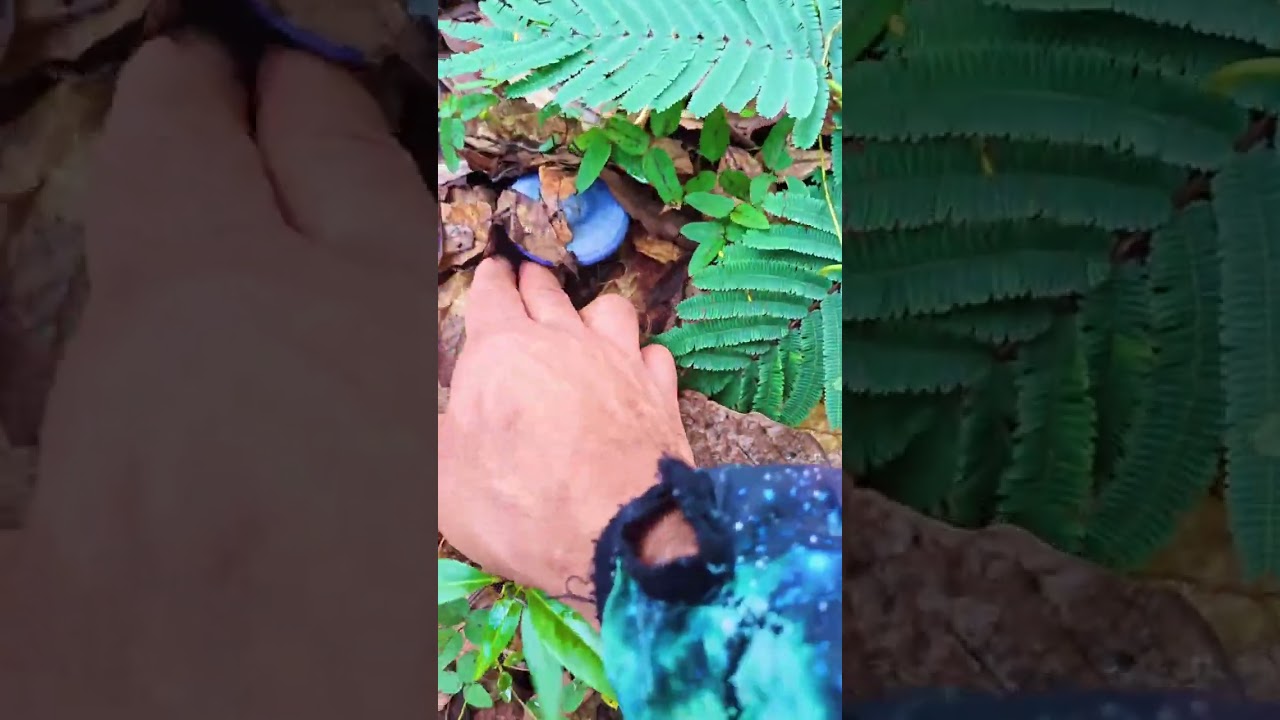 lactarius Indigo 💙