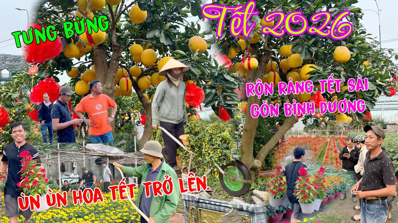 Rộn ràng chợ Tết 2026 ùn ùn hoa kiển độc lạ trở lên Dĩ An,BD Sài gòn thương lái tìm tới vườn mua.