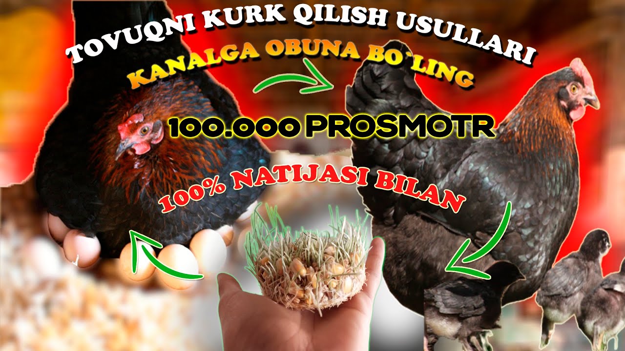TOVUQNI KURK QILISH 100% TO`LIQ MA'LUMOT // JO`XORI+BUG`DOY // MY FARM.UZ