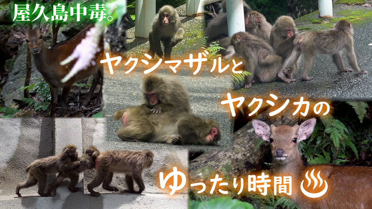 ヤクシマザルにヤクシカ‼屋久島の野生動物のまったり～な時間です♪