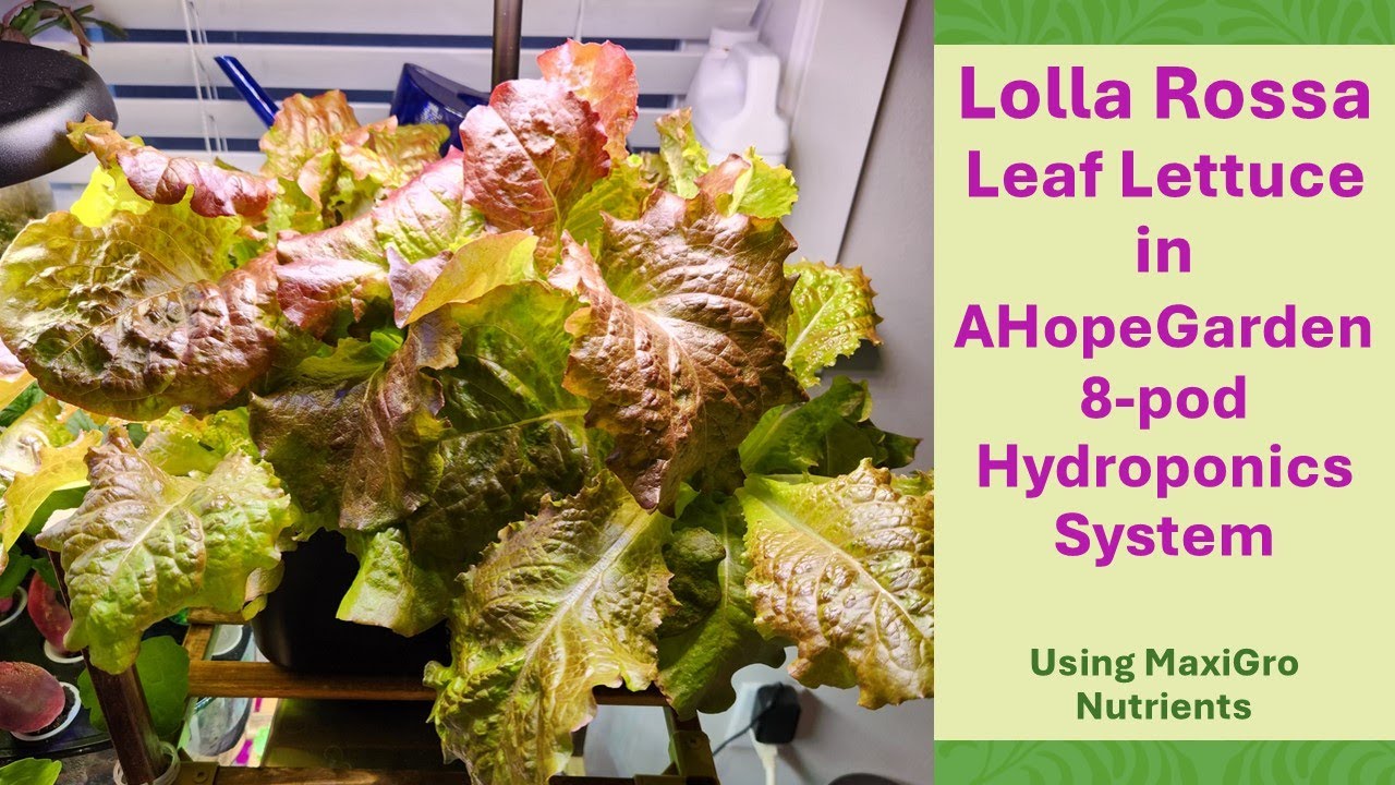 Lolla Rossa Leaf Lettuce in AHopeGarden 8-pod Hydroponics System | MaxiGro nutrients | Gardening
