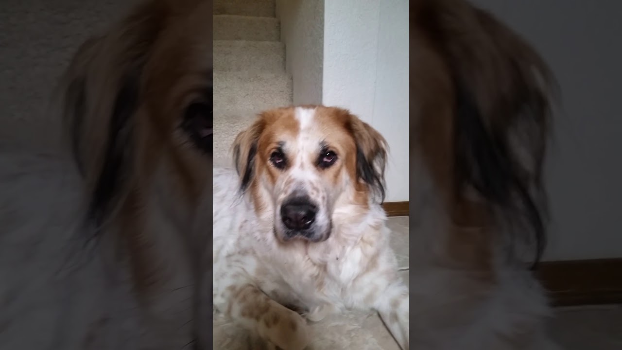 Interview With Atlas the Dog