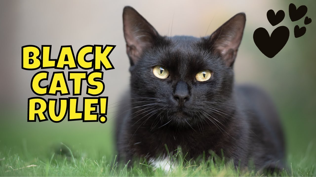 Top 10 Reasons to Adopt a Black Cat