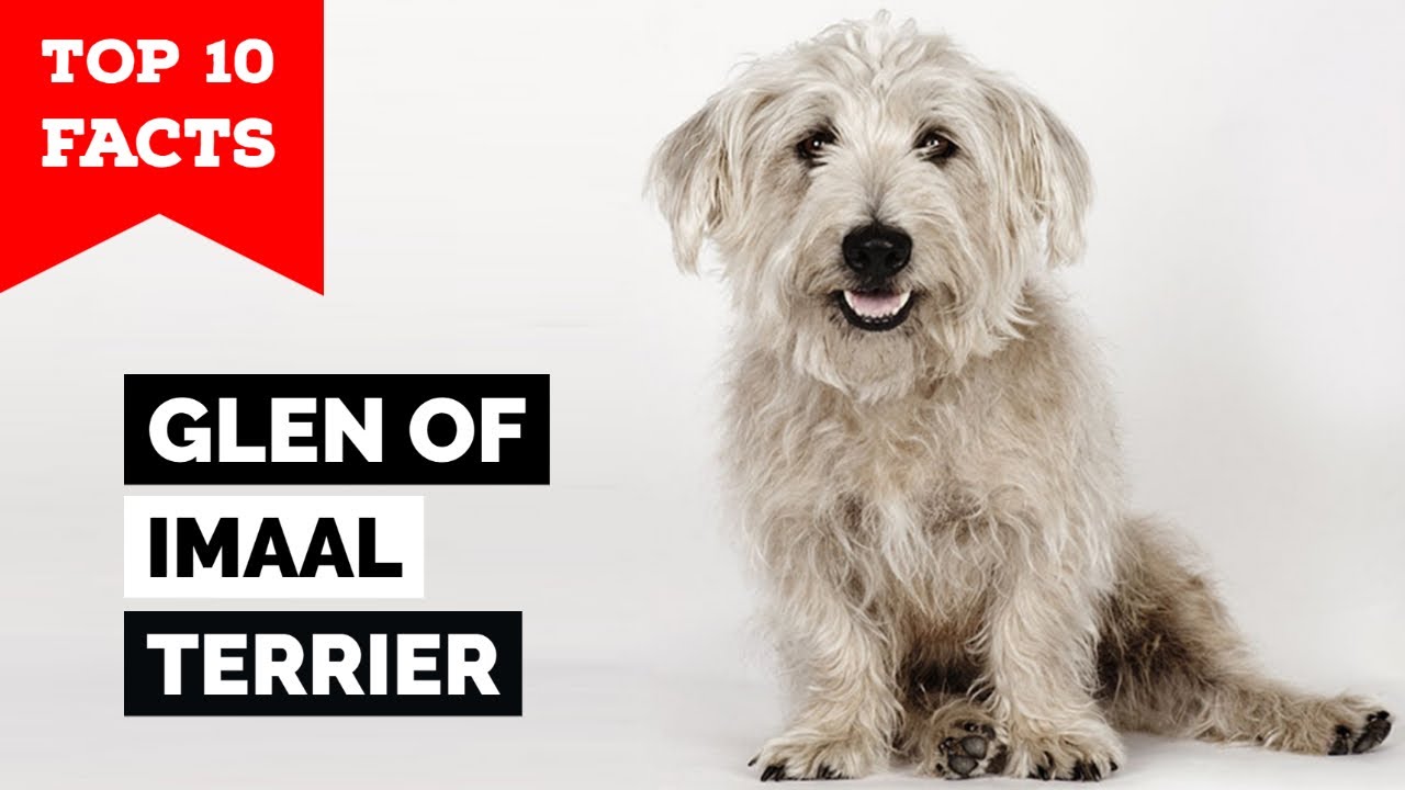 Glen Of Imaal Terrier - Top 10 Facts