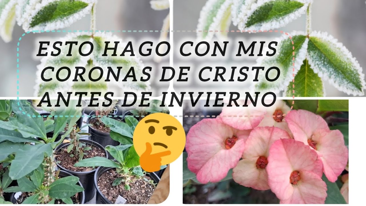 Preparándome para el invierno😬🥶#coronasdecristo#flores#jardín#plants#flowers 