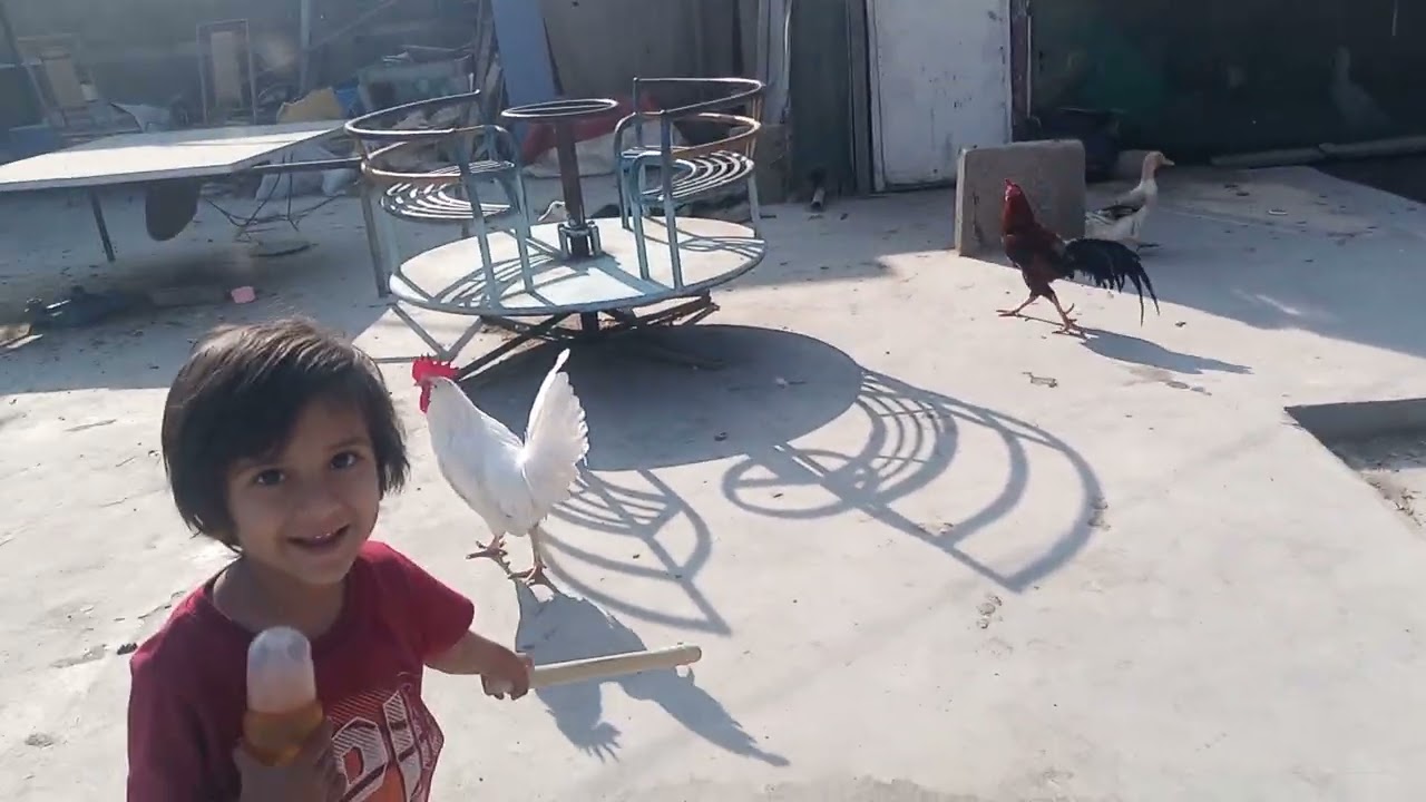 Mehnat Barbaad Do Murgey Urh Gaye 🥹 || Bird Tales With Abbas