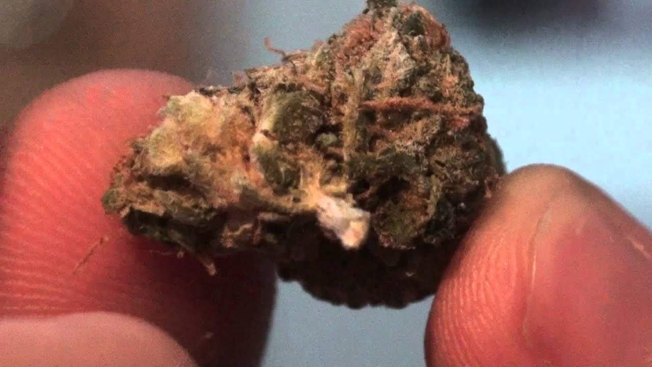 Lambs Breath Flower Review