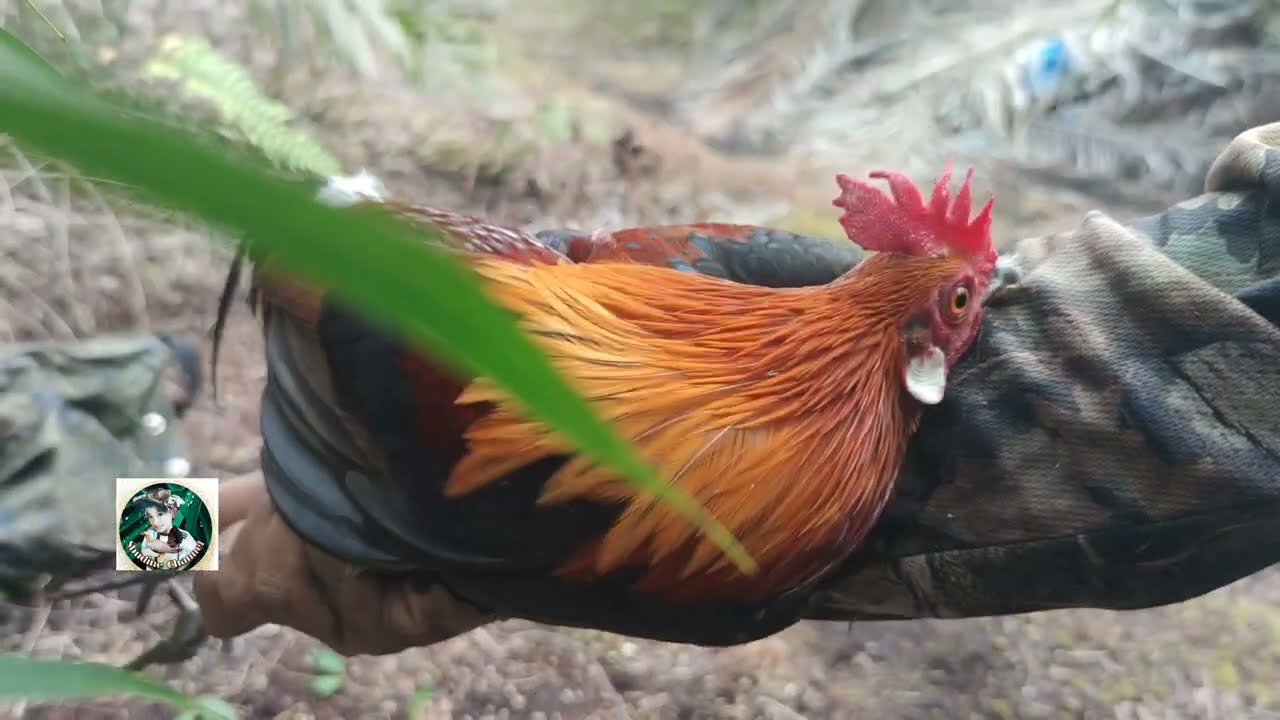 Ayam Hutan Pikat Betina F1 #84