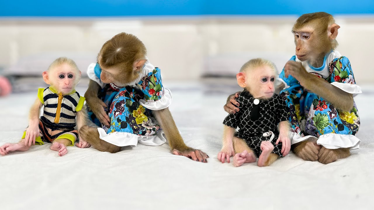 Monkey Kaka was surprised when Monkey Mit wore beautiful clothes