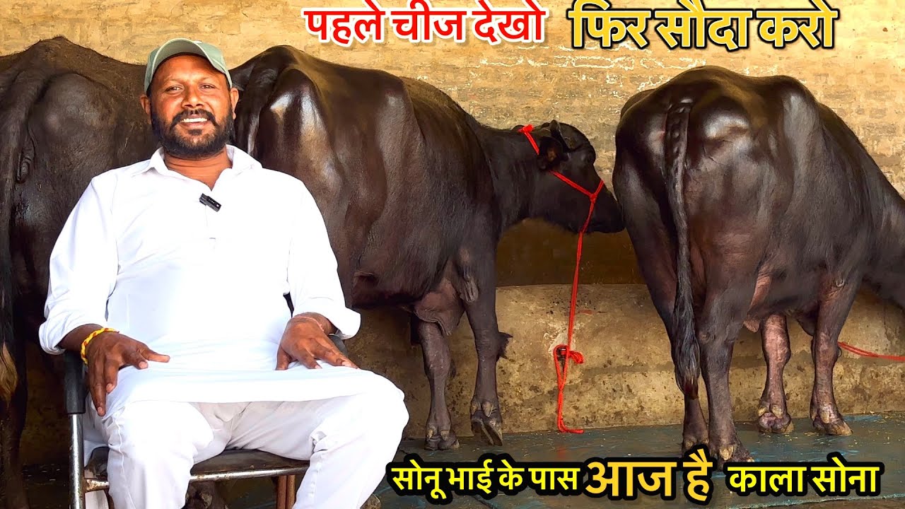 भैंस नहीं ,काला सोना, सुन्दर से भी सुंदर है आज की भैंसें ( 24-2-2026)