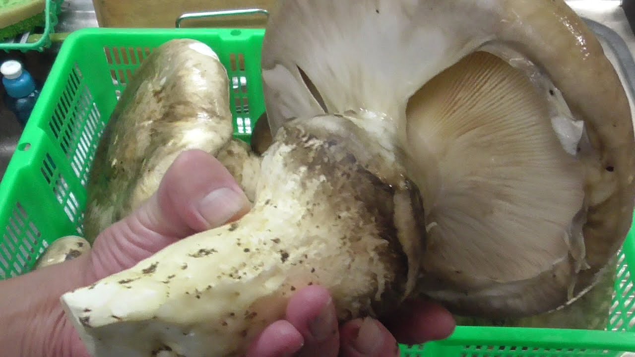 【巨大きのこ】オオモミタケを色々楽しみながら食べてみる