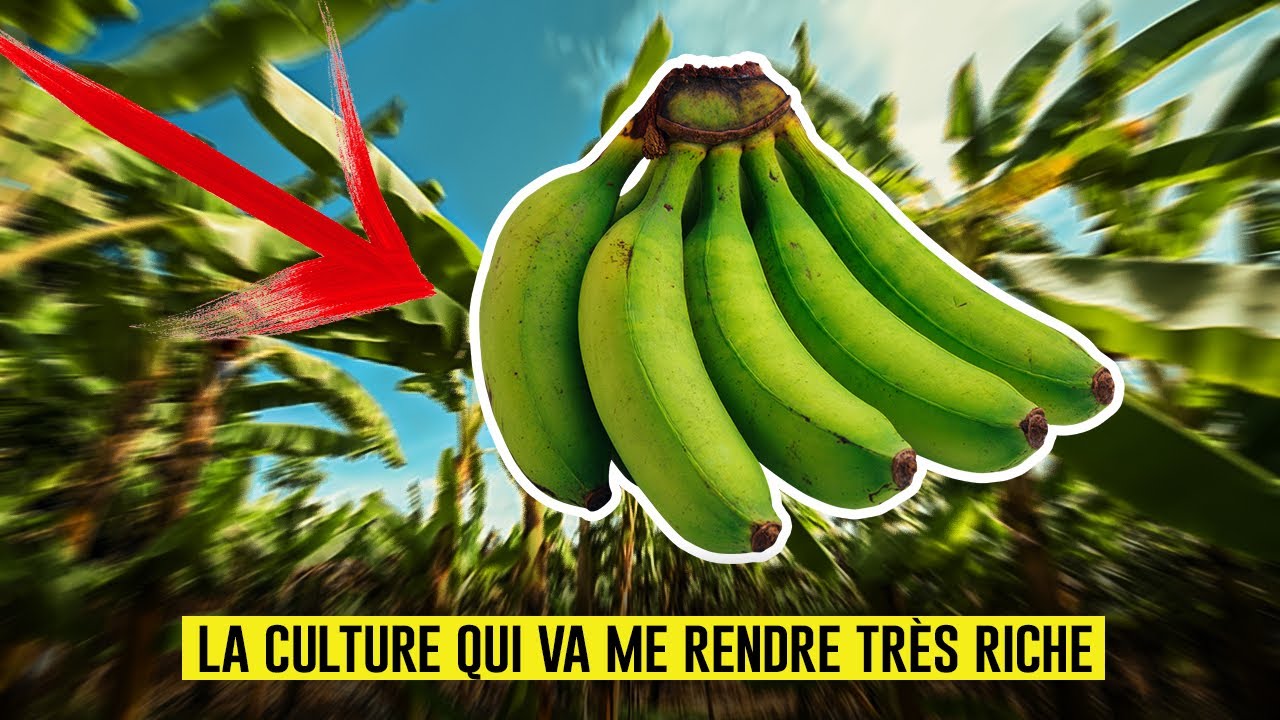 Voici la culture qui va me générer un milliard en 5 ans