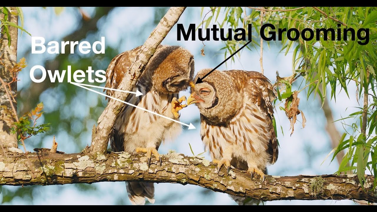 Barred Owlets Mutual Grooming - Short