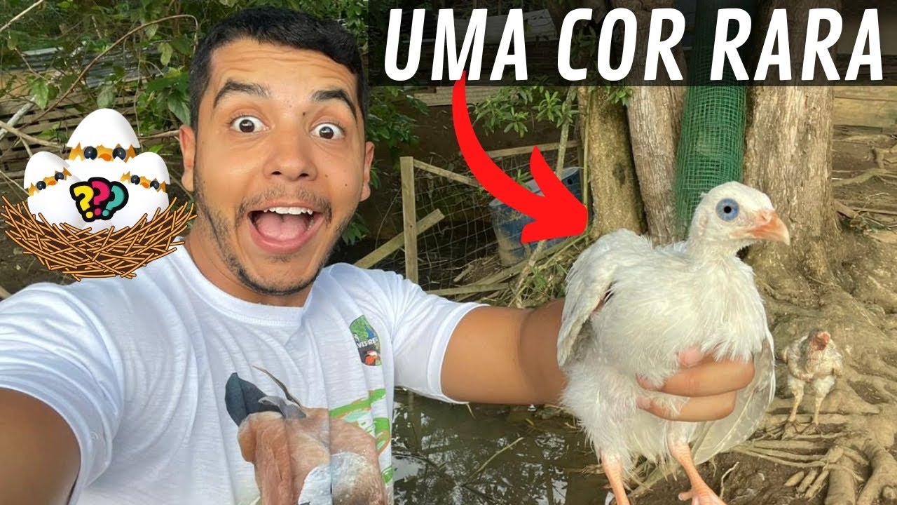 Nascimento Pintinhos e faisão | galinha da Angola Rara | Aves Recriar