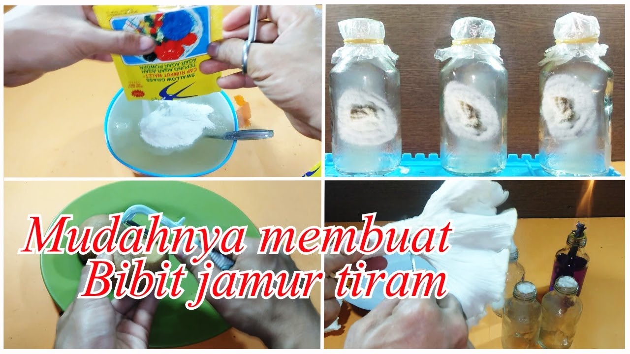 (jamur tiram Part 1) cara mudah membuat bibit jamur tiram f0