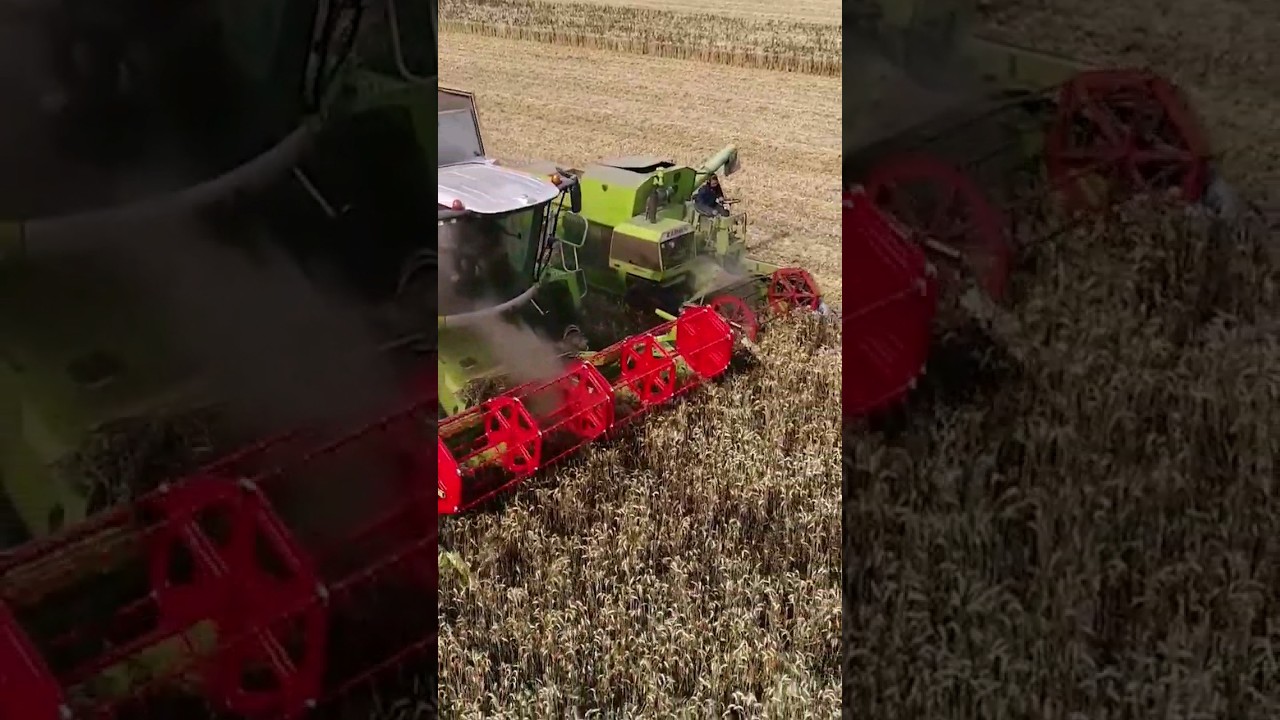 Claas Lexion vs Claas Cosmos 😎😎 #agro #farming #harvest #agriculture @FlyingPixelsPhotography