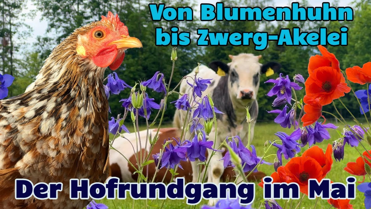 Von Blumenhuhn bis Zwerg-Akelei: Der Hofrundgang im Mai #bauernhof #landleben #hühner #garten #kuh