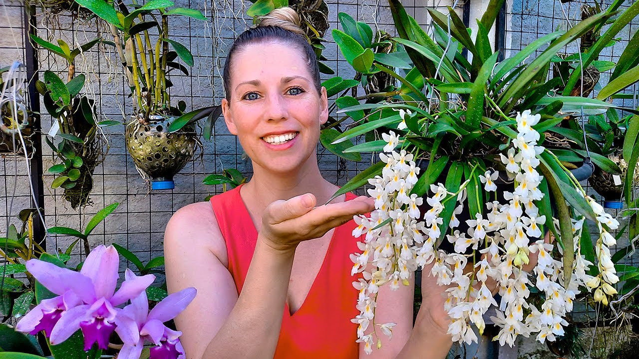 Aprenda como cultivar orquídeas de raízes finas que dão belas florações