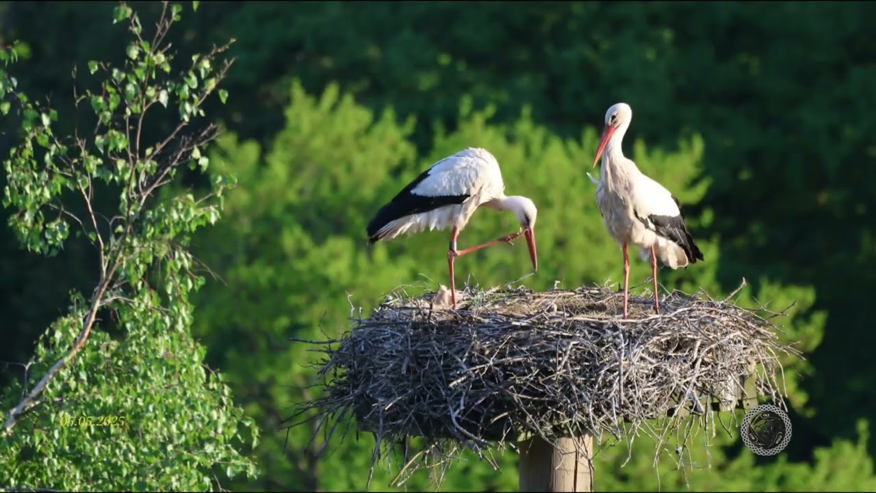 DAS STORCHENPAAR IM NATURWILDPARK FREISEN  - TEIL 2 (2026/01/08)