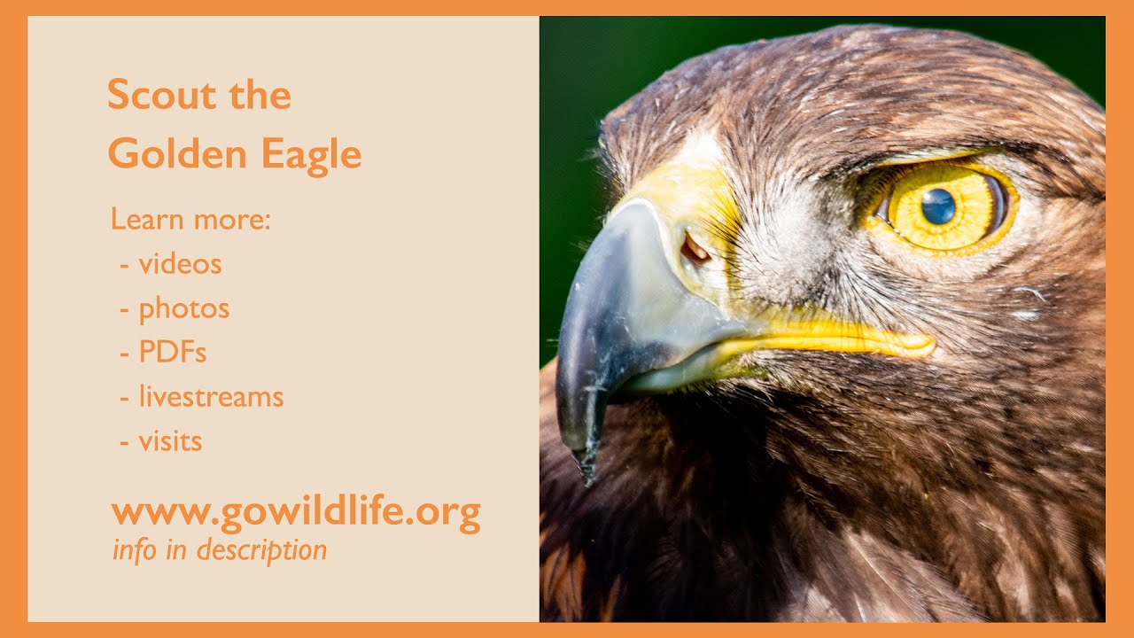 Wildlife Ambassador Biography: Scout