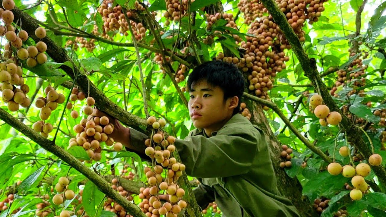 Homeless boy picks wild fruits to sell and builds a farm - N&ocirc;ng Th&ocirc;n