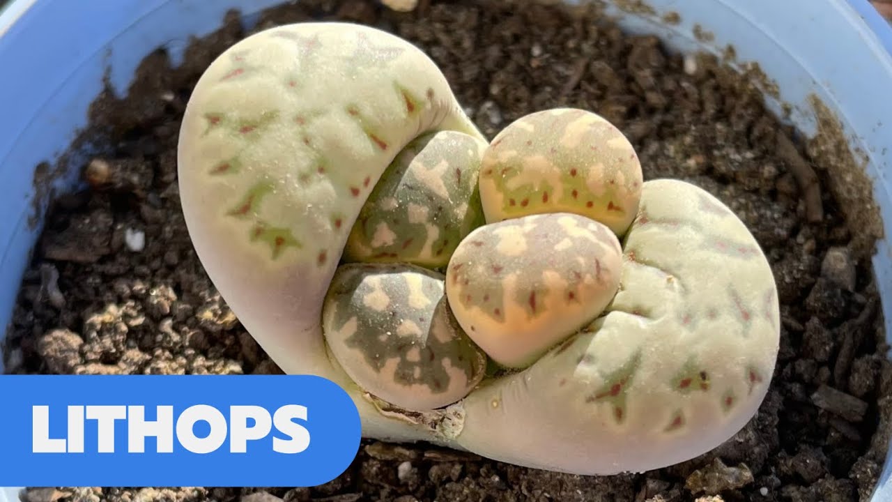 LITHOPS (Piedras Vivas) | Cuidados y Reproducción