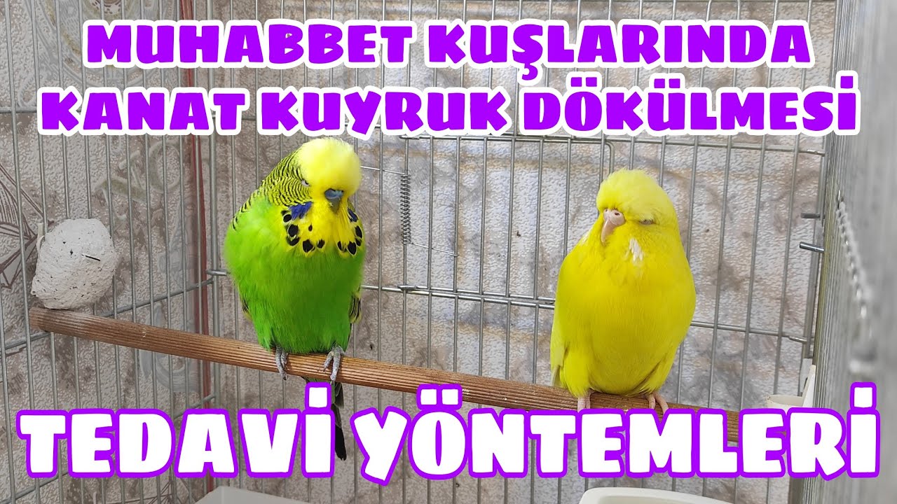 Muhabbet Kuşlarında Kanat Kuyruk Dökülmesi ve Tedavisi