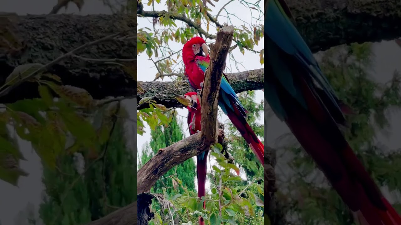 Meine Schuhe sind heute von Tiamo sehr begehrt #papagei #spa&szlig; #vogel #landleben #bauernhof