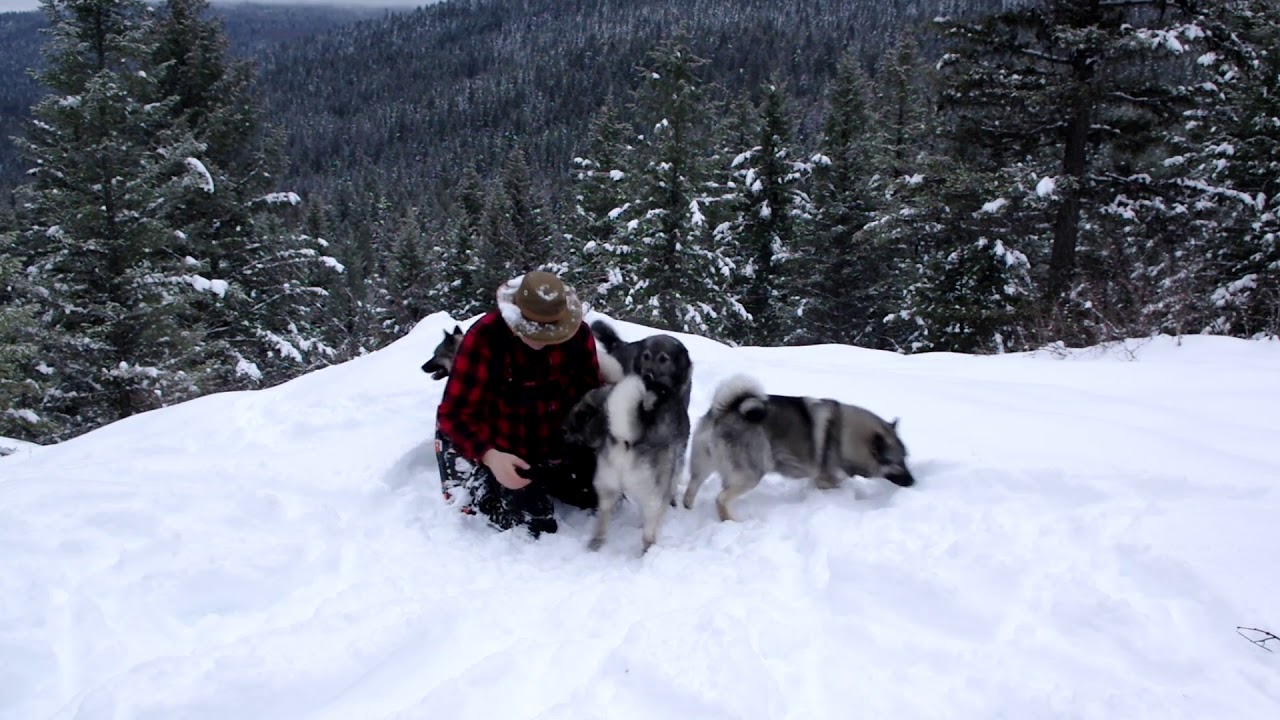 Norwegian Elkhounds Snow Shoe Hiking In The Mountains