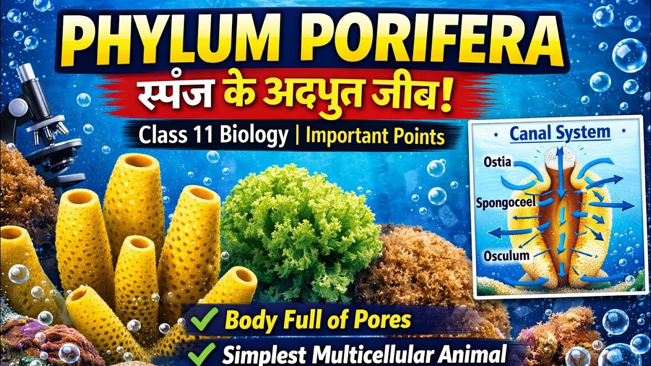 Phylum Porifera in One Shot 🔥 | Class 11 Biology Full Explanation