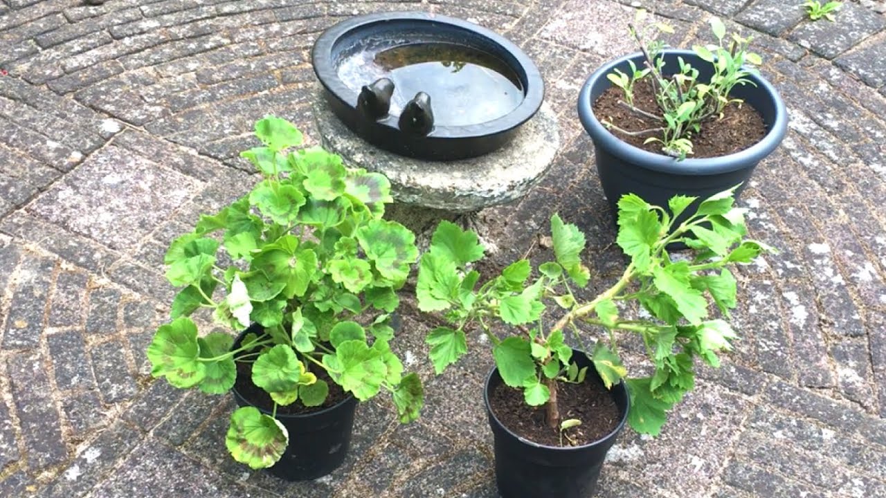 Geraniums (stekken) weggeven aan mijn moeder