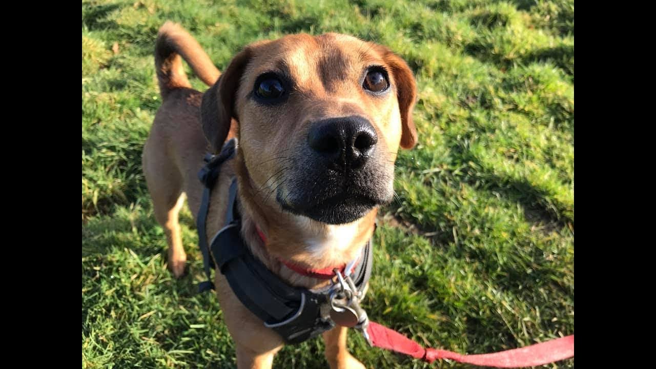Bella - 8 month old Staffie x Spaniel - 2 Weeks Residential Dog Training